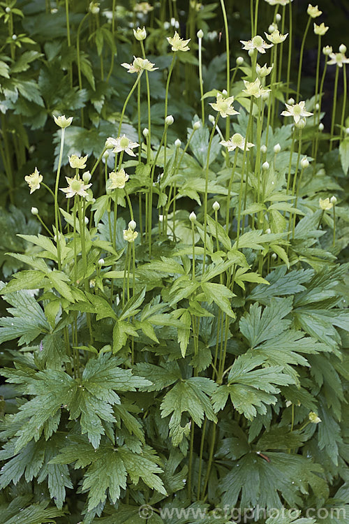 Tall Thimbleweed (<i>Anemone virginiana</i>), a summer-flowering herbaceous perennial native to eastern North America, where it is primarily a woodland plant. In flower it is up to 80cm tall and soon develops into a lush clump of foliage. The small greenish cream flowers are interesting rather than strikingly pretty.