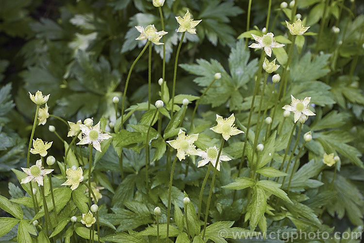 Tall Thimbleweed (<i>Anemone virginiana</i>), a summer-flowering herbaceous perennial native to eastern North America, where it is primarily a woodland plant. In flower it is up to 80cm tall and soon develops into a lush clump of foliage. The small greenish cream flowers are interesting rather than strikingly pretty.