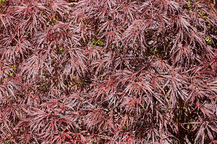 <i>Acer palmatum</i> 'Crimson King', one of the Dissectum group cultivars with very finely divided leaves. It spring foliage is quite a bright reddish purple that darkens as the foliage matures and then develops bright red and orange autumn foliage colours. Order Sapindales, Family: Sapindaceae