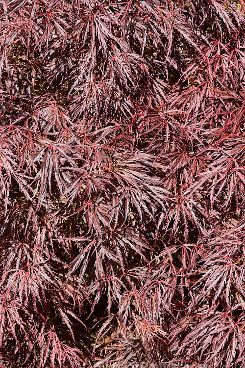 <i>Acer palmatum</i> 'Crimson King', one of the Dissectum group cultivars with very finely divided leaves. It spring foliage is quite a bright reddish purple that darkens as the foliage matures and then develops bright red and orange autumn foliage colours. Order Sapindales, Family: Sapindaceae