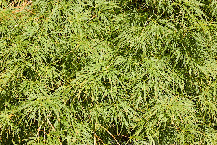 Bright Green Fine-leaved Japanese Maple (<i>Acer palmatum</i> 'Dissectum Palmatifidium'), a cultivar with very fresh bright green foliage that develops rich gold and orange tones in autumn. The leaves are broad and very finely divided. Order Sapindales, Family: Sapindaceae