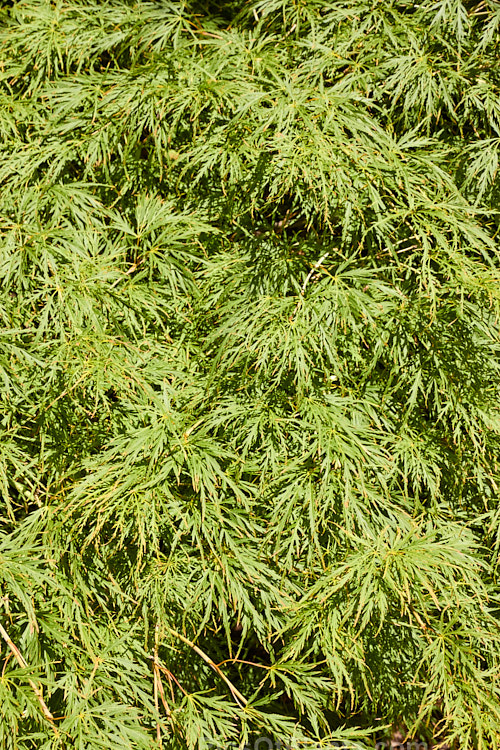 Bright Green Fine-leaved Japanese Maple (<i>Acer palmatum</i> 'Dissectum Palmatifidium'), a cultivar with very fresh bright green foliage that develops rich gold and orange tones in autumn. The leaves are broad and very finely divided. Order Sapindales, Family: Sapindaceae