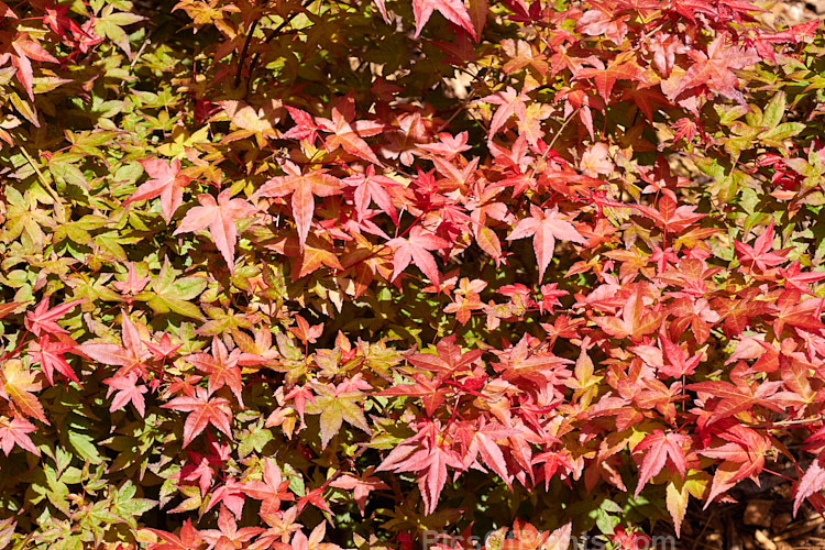 <i>Acer palmatum</i> 'Chishio', a small, upright Japanese Maple cultivar with very fine, delicate foliage that passes through several colour phases, starting bright red in spring ('Chishio' means blood-coloured</i>) as shown here, turning to green in summer before once again developing fiery tones in autumn. It grows slowly to around 3.5m tall Order Sapindales, Family: Sapindaceae