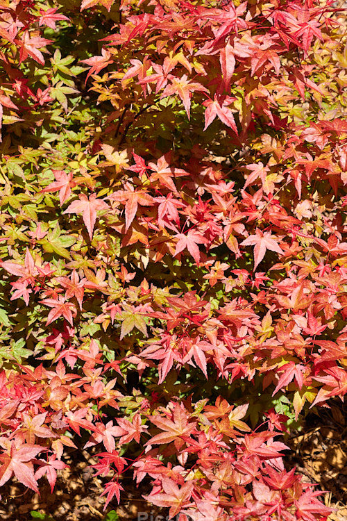 <i>Acer palmatum</i> 'Chishio', a small, upright Japanese Maple cultivar with very fine, delicate foliage that passes through several colour phases, starting bright red in spring ('Chishio' means blood-coloured</i>) as shown here, turning to green in summer before once again developing fiery tones in autumn. It grows slowly to around 3.5m tall Order Sapindales, Family: Sapindaceae