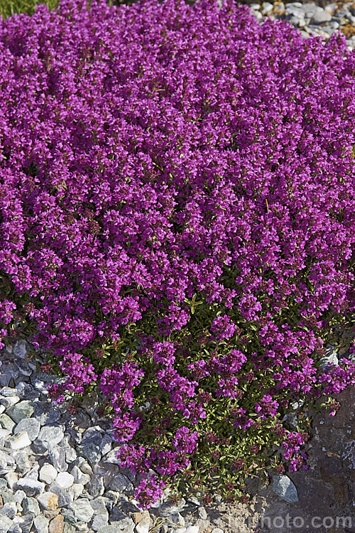 Thymus serpyllum 'Coccineus', a spreading, deep purple-red-flowered cultivar of the common. Thyme, a prostrate, evergreen, summer-flowering shrub from northern Europe with very aromatic foliage occasionally used in cooking and which has given rise to many such garden cultivars. Order: Lamiales, Family: Lamiaceae