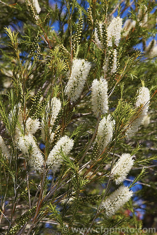 Bracelet. Honey. Myrtle (<i>Melaleuca armillaris</i>), an evergreen, needle-leaved tree to 8m tall It has a somewhat weeping habit, flowers mainly in spring and is native to southeastern Australia. melaleuca-2126htm'>Melaleuca. .