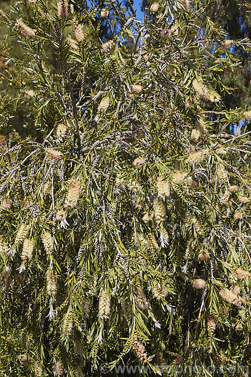 River Bottlebrush (<i>Melaleuca paludicola [syn. Callistemon paludosus]), a summer-flowering evergreen shrub or small tree native to southeastern Australia. It has an upright habit with weeping branches and relatively small flowerheads that open pale cream with faint pink tones. Now widely considered to be a form of Callistemon sieberi, but do not confuse with Callistemon pallidus. melaleuca-2126htm'>Melaleuca. .