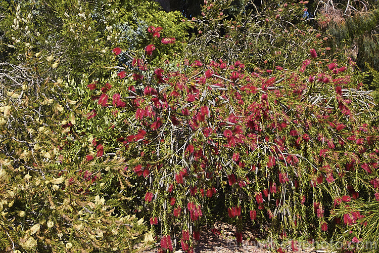 Various forms and flower colours of Bottlebrush (<i>Callistemon</i>). ThisAustralian myrtle family genus includes species ranging form low, spreading shrubs to small trees and the flowers include all shades of yellow, pink and red. melaleuca-2126htm'>Melaleuca. .