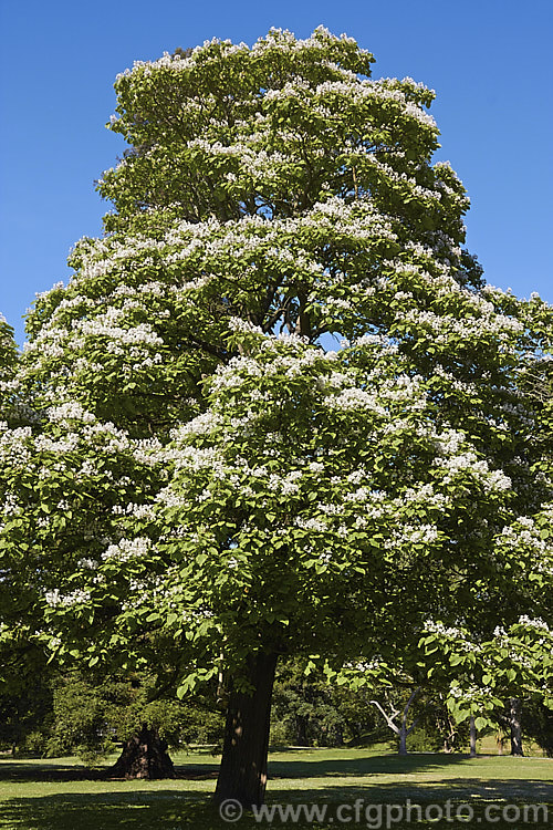 Indian. Bean or Eastern Catalpa (<i>Catalpa bignonioides</i>), a summer-flowering 15m tall deciduous tree native to the eastern United States. catalpa-2420htm'>Catalpa. <a href='bignoniaceae-plant-family-photoshtml'>Bignoniaceae</a>.