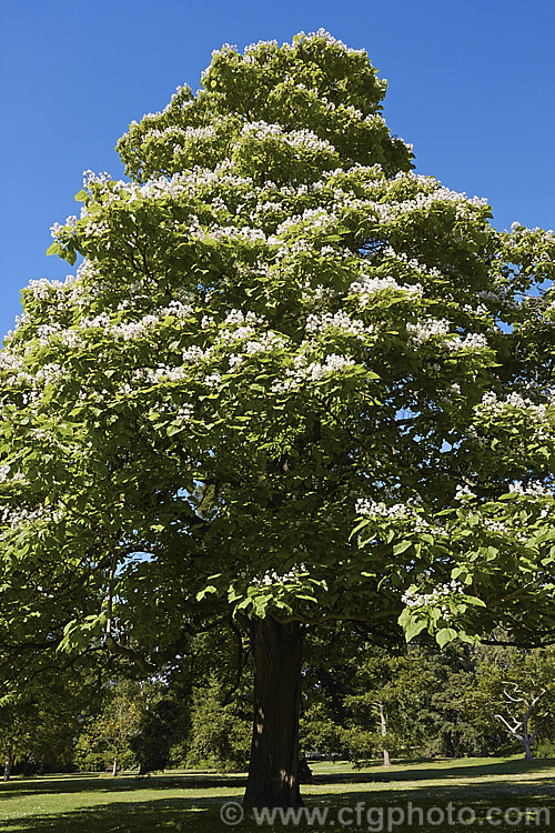 Indian. Bean or Eastern Catalpa (<i>Catalpa bignonioides</i>), a summer-flowering 15m tall deciduous tree native to the eastern United States. catalpa-2420htm'>Catalpa. <a href='bignoniaceae-plant-family-photoshtml'>Bignoniaceae</a>.