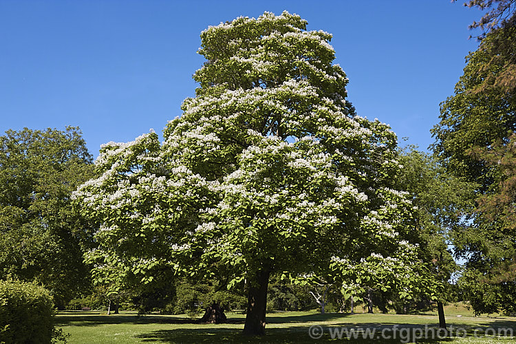 Indian. Bean or Eastern Catalpa (<i>Catalpa bignonioides</i>), a summer-flowering 15m tall deciduous tree native to the eastern United States. catalpa-2420htm'>Catalpa. <a href='bignoniaceae-plant-family-photoshtml'>Bignoniaceae</a>.