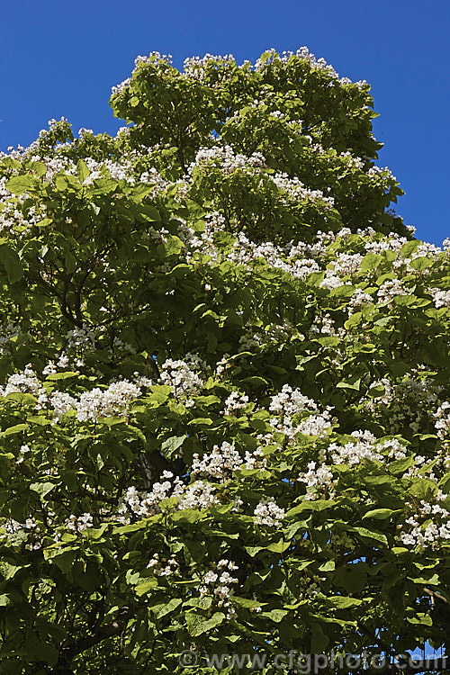 Indian. Bean or Eastern Catalpa (<i>Catalpa bignonioides</i>), a summer-flowering 15m tall deciduous tree native to the eastern United States. catalpa-2420htm'>Catalpa. <a href='bignoniaceae-plant-family-photoshtml'>Bignoniaceae</a>.