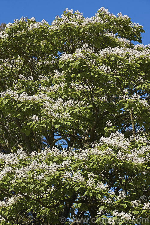 Indian. Bean or Eastern Catalpa (<i>Catalpa bignonioides</i>), a summer-flowering 15m tall deciduous tree native to the eastern United States. catalpa-2420htm'>Catalpa. <a href='bignoniaceae-plant-family-photoshtml'>Bignoniaceae</a>.