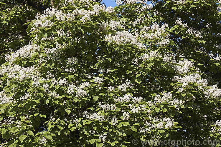 Indian. Bean or Eastern Catalpa (<i>Catalpa bignonioides</i>), a summer-flowering 15m tall deciduous tree native to the eastern United States. catalpa-2420htm'>Catalpa. <a href='bignoniaceae-plant-family-photoshtml'>Bignoniaceae</a>.