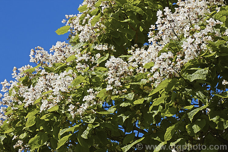 Indian. Bean or Eastern Catalpa (<i>Catalpa bignonioides</i>), a summer-flowering 15m tall deciduous tree native to the eastern United States. catalpa-2420htm'>Catalpa. <a href='bignoniaceae-plant-family-photoshtml'>Bignoniaceae</a>.