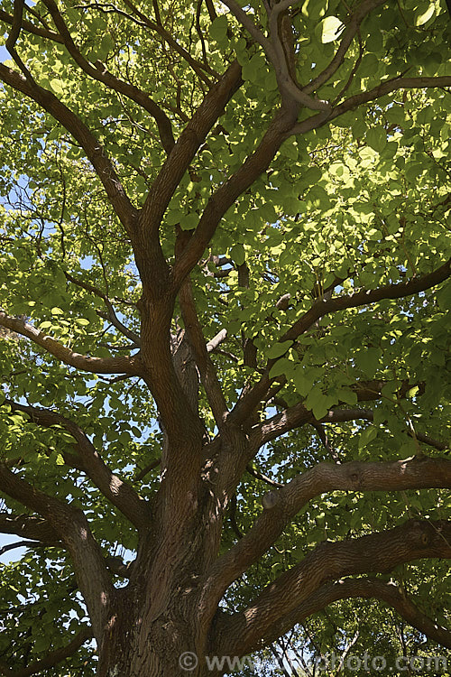 Indian. Bean or Eastern Catalpa (<i>Catalpa bignonioides</i>), a summer-flowering 15m tall deciduous tree native to the eastern United States. catalpa-2420htm'>Catalpa. <a href='bignoniaceae-plant-family-photoshtml'>Bignoniaceae</a>.