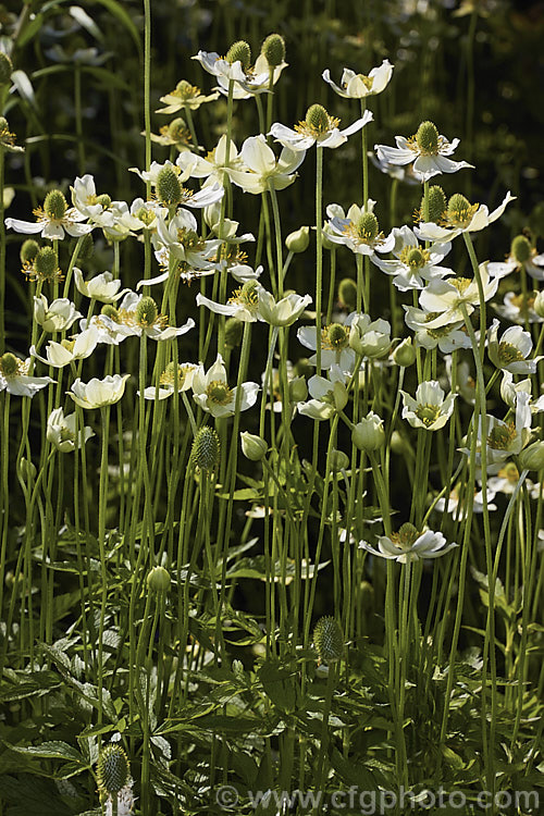 Tall Thimbleweed (<i>Anemone virginiana</i>), a summer-flowering herbaceous perennial native to eastern North America, where it is primarily a woodland plant. In flower it is up to 80cm tall and soon develops into a lush clump of foliage. The small greenish cream flowers are interesting rather than strikingly pretty.