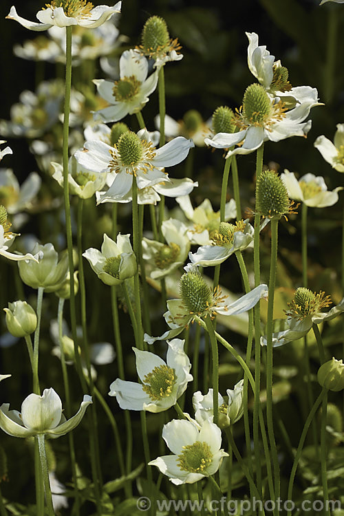 Tall Thimbleweed (<i>Anemone virginiana</i>), a summer-flowering herbaceous perennial native to eastern North America, where it is primarily a woodland plant. In flower it is up to 80cm tall and soon develops into a lush clump of foliage. The small greenish cream flowers are interesting rather than strikingly pretty.