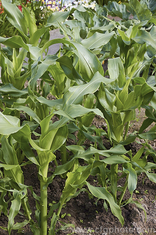 Young plants of Sweet Corn, Maize or Corn (<i>Zea mays</i>) before the flowering stage. This robust annual grass from Central America is grown for its edible seed heads (cobs</i>) and is available in many cultivars. Order: Poales, Family: Poaceae