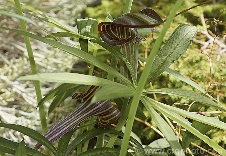 Arisaema ciliatum, a late spring- to early summer-flowering, tuberous-rooted, arum family perennial from southwestern China where it occurs at elevations up to 3600m. Order: Alismatales, Family: Araceae