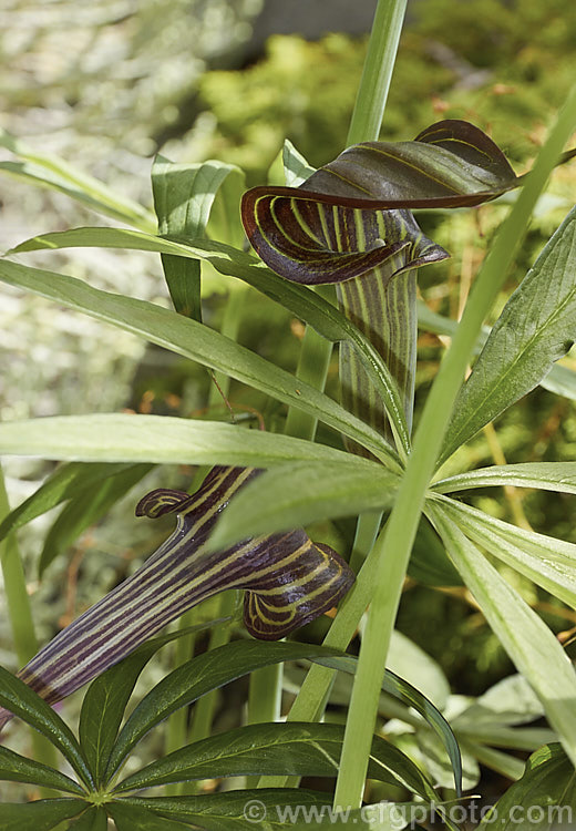 Arisaema ciliatum, a late spring- to early summer-flowering, tuberous-rooted, arum family perennial from southwestern China where it occurs at elevations up to 3600m. Order: Alismatales, Family: Araceae