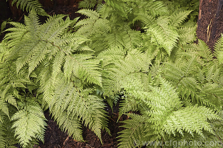 Lace Fern (<i>Leptolepia novae-zelandiae</i>), an evergreen fern native to New Zealand, where it is widespread but not common. The fronds are quite a light green and have an airy, lacy texture