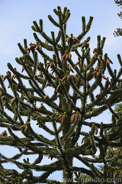 Monkey Puzzle (<i>Araucaria araucana</i>) with mature pollen cones. This conifer is native to central Chile and northern Patagonia. It has stiff, sharply pointed triangular leaves and huge seed cones. Order: Pinales, Family: Araucariaceae