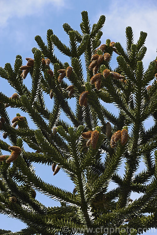 Monkey Puzzle (<i>Araucaria araucana</i>) with mature pollen cones. This conifer is native to central Chile and northern Patagonia. It has stiff, sharply pointed triangular leaves and huge seed cones. Order: Pinales, Family: Araucariaceae