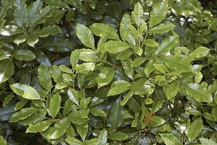 The summer foliage of Kamahi (<i>Weinmannia racemosa</i>), an evergreen tree found throughout New Zealand from Waikato southwards. It grows 15-24m tall and its nectar-rich flowers are very popular with bees. The timber has some uses but it lacks durability and the foliage is sometimes cut for the florists' use. weinmannia-2395htm'>Weinmannia. <a href='cunoniaceae-plant-family-photoshtml'>Cunoniaceae</a>.