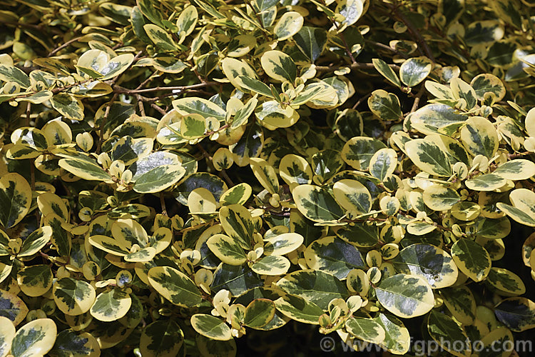 Azara integrifolia 'Variegata', a green, cream and pink variegated cultivar of an evergreen shrub native to Chile. The green leafed form grows to 4 m high but this variegated cultivar is considerably smaller. This is the summer foliage, when the dream tone is at its most yellow but there in no pink blush. azara-2391htm'>Azara. <a href='salicaceae-plant-family-photoshtml'>Salicaceae</a>.