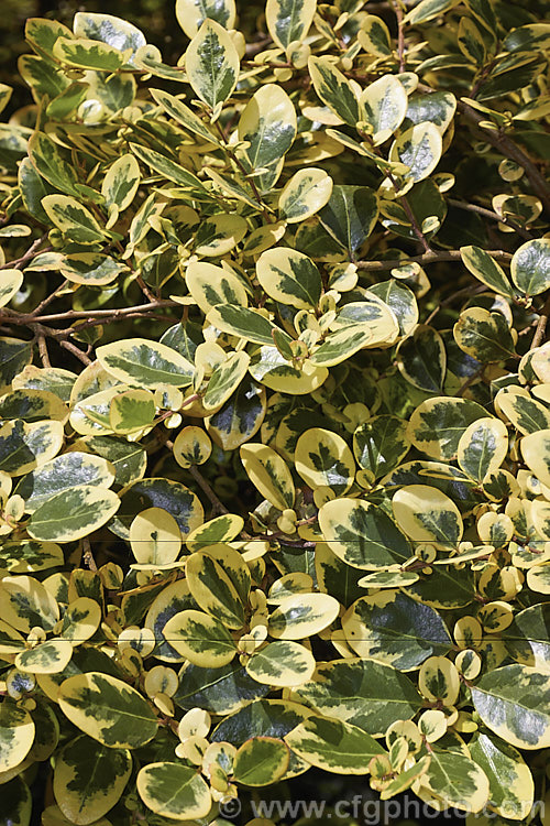 Azara integrifolia 'Variegata', a green, cream and pink variegated cultivar of an evergreen shrub native to Chile. The green leafed form grows to 4 m high but this variegated cultivar is considerably smaller. This is the summer foliage, when the dream tone is at its most yellow but there in no pink blush. azara-2391htm'>Azara. <a href='salicaceae-plant-family-photoshtml'>Salicaceae</a>.