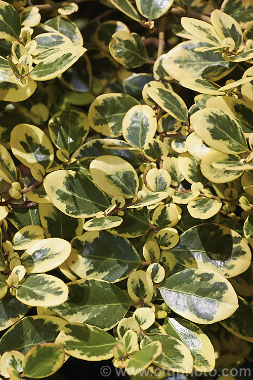 Azara integrifolia 'Variegata', a green, cream and pink variegated cultivar of an evergreen shrub native to Chile. The green leafed form grows to 4 m high but this variegated cultivar is considerably smaller. This is the summer foliage, when the dream tone is at its most yellow but there in no pink blush. azara-2391htm'>Azara. <a href='salicaceae-plant-family-photoshtml'>Salicaceae</a>.