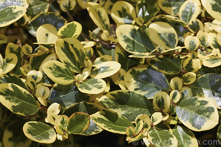 Azara integrifolia 'Variegata', a green, cream and pink variegated cultivar of an evergreen shrub native to Chile. The green leafed form grows to 4 m high but this variegated cultivar is considerably smaller. This is the summer foliage, when the dream tone is at its most yellow but there in no pink blush. azara-2391htm'>Azara. <a href='salicaceae-plant-family-photoshtml'>Salicaceae</a>.