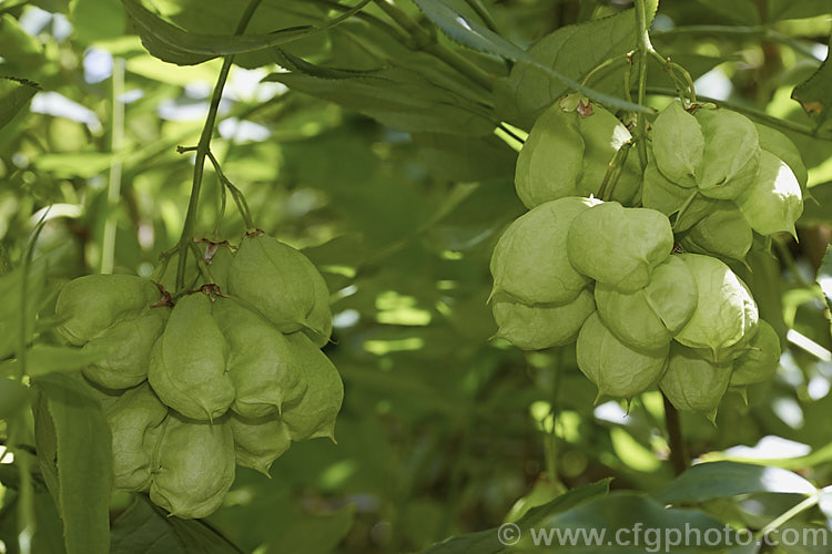 The fruits ofAmerican. Bladdernut (<i>Staphylea trifolia</i>), a deciduous, 3-5m tall, spring-flowering shrub native to the eastern United States. Its pendulous flowers are only around 8mm long but are followed by 3-lobed fruits that can be up to 4cm across. Order: Crossosomatales, Family: Staphyleaceae