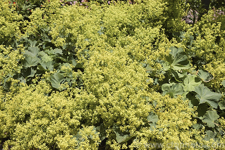 Alchemilla epipsila, a Lady's Mantle native to the Balkans. It is a summer-flowering, ground covering perennial that is very similar to the common. Alchemilla mollis but has somewhat deeper leaf lobes. alchemilla-2275htm'>Alchemilla.