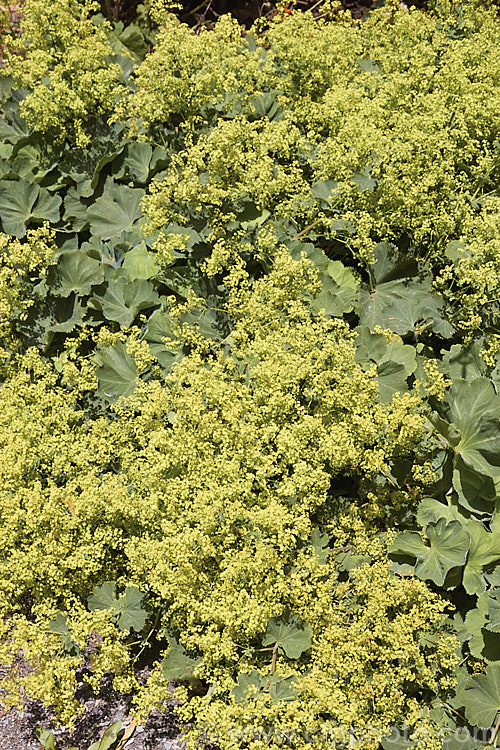 Alchemilla epipsila, a Lady's Mantle native to the Balkans. It is a summer-flowering, ground covering perennial that is very similar to the common. Alchemilla mollis but has somewhat deeper leaf lobes. alchemilla-2275htm'>Alchemilla.