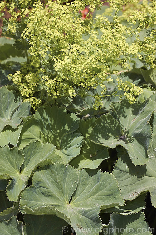 Alchemilla epipsila, a Lady's Mantle native to the Balkans. It is a summer-flowering, ground covering perennial that is very similar to the common. Alchemilla mollis but has somewhat deeper leaf lobes. alchemilla-2275htm'>Alchemilla.