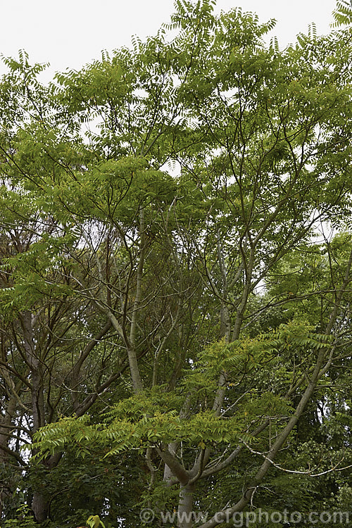 Tree of Heaven (<i>Ailanthus altissima</i>), a deciduous tree, up to 30m tall, native to western China. It is very quick-growing when young. The tree is shown with its flowers, which are small, yellow-green and not spectacular. The reddish seedpods that follow are more showy. ailanthus-2270htm'>Ailanthus. <a href='simaroubaceae-plant-family-photoshtml'>Simaroubaceae</a>.