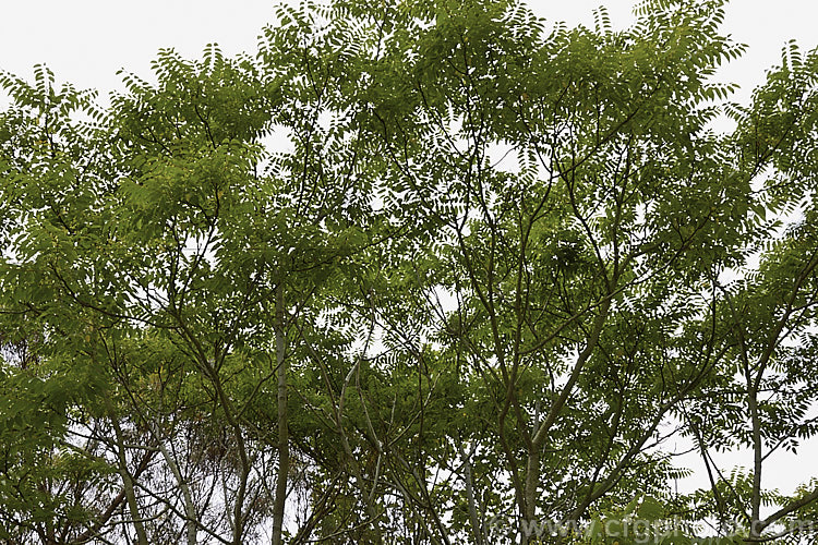 Tree of Heaven (<i>Ailanthus altissima</i>), a deciduous tree, up to 30m tall, native to western China. It is very quick-growing when young. The tree is shown with its flowers, which are small, yellow-green and not spectacular. The reddish seedpods that follow are more showy. ailanthus-2270htm'>Ailanthus. <a href='simaroubaceae-plant-family-photoshtml'>Simaroubaceae</a>.