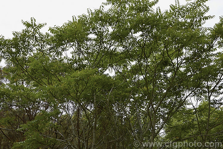 Tree of Heaven (<i>Ailanthus altissima</i>), a deciduous tree, up to 30m tall, native to western China. It is very quick-growing when young. The tree is shown with its flowers, which are small, yellow-green and not spectacular. The reddish seedpods that follow are more showy. ailanthus-2270htm'>Ailanthus. <a href='simaroubaceae-plant-family-photoshtml'>Simaroubaceae</a>.