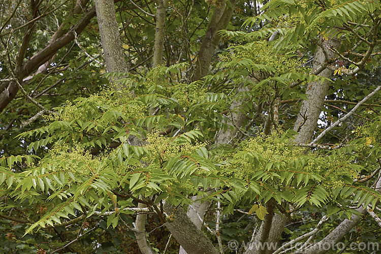 Tree of Heaven (<i>Ailanthus altissima</i>), a deciduous tree, up to 30m tall, native to western China. It is very quick-growing when young. The tree is shown with its flowers, which are small, yellow-green and not spectacular. The reddish seedpods that follow are more showy. ailanthus-2270htm'>Ailanthus. <a href='simaroubaceae-plant-family-photoshtml'>Simaroubaceae</a>.