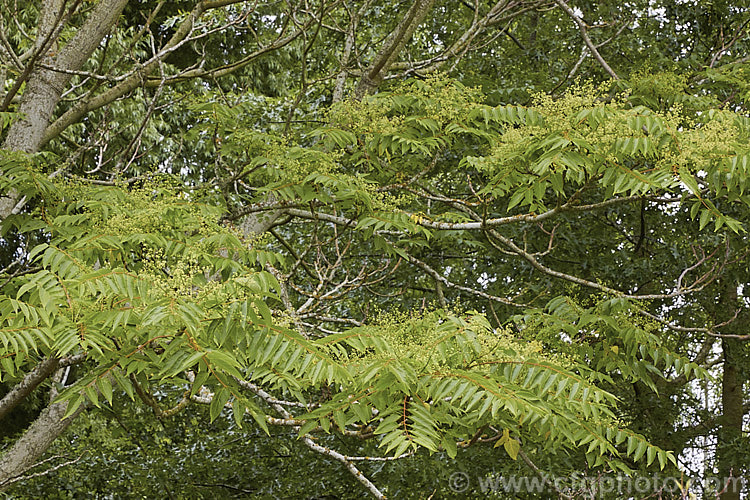 Tree of Heaven (<i>Ailanthus altissima</i>), a deciduous tree, up to 30m tall, native to western China. It is very quick-growing when young. The tree is shown with its flowers, which are small, yellow-green and not spectacular. The reddish seedpods that follow are more showy. ailanthus-2270htm'>Ailanthus. <a href='simaroubaceae-plant-family-photoshtml'>Simaroubaceae</a>.