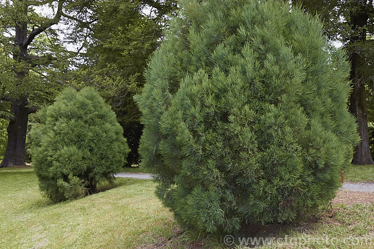 Tasmanian. Cypress. Pine, South Esk. Pine or Pygmy Cypress. Pine (<i>Callitris oblonga</i>), a 2-5m tall evergreen conifer native to southeastern Australia, including Tasmania. The plant remains shrubby for many years. Its blue-green foliage is distinctive, as are its woody brown cones. callitris-2625htm'>Callitris. Order: Pinales, Family: Cupressaceae