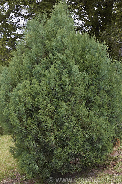 Tasmanian. Cypress. Pine, South Esk. Pine or Pygmy Cypress. Pine (<i>Callitris oblonga</i>), a 2-5m tall evergreen conifer native to southeastern Australia, including Tasmania. The plant remains shrubby for many years. Its blue-green foliage is distinctive, as are its woody brown cones. callitris-2625htm'>Callitris. Order: Pinales, Family: Cupressaceae