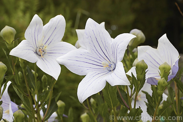 A very pale blue-flowered form of the Balloon. Flower or Chinese Bellflower (<i>Platycodon grandiflorus</i>), a summer-flowering herbaceous perennial native to Japan and northeastern China. The flowers may be white, pink or various shades of blue to purple. platycodon-2743htm'>Platycodon. <a href='campanulaceae-plant-family-photoshtml'>Campanulaceae</a>.