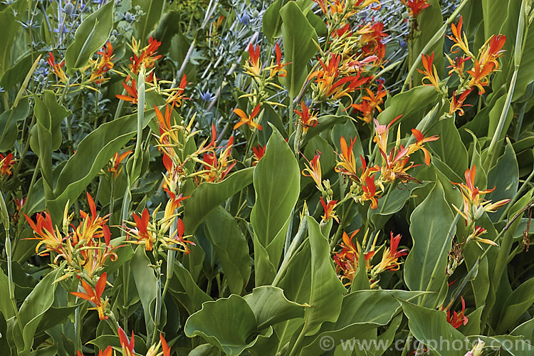 Canna 'Wisley Dwarf', an unusual canna lily cultivar with heads of small flowers and narrow leaves. The shape of the flower brings to mind the bird of paradise (<i>Strelitzia</i>), though the colour is very different. Order: Zingiberales, Family: Cannaceae