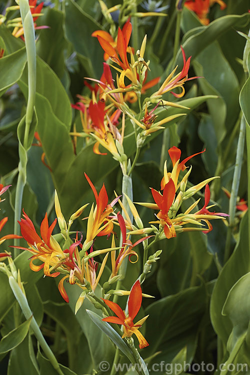 Canna 'Wisley Dwarf', an unusual canna lily cultivar with heads of small flowers and narrow leaves. The shape of the flower brings to mind the bird of paradise (<i>Strelitzia</i>), though the colour is very different. Order: Zingiberales, Family: Cannaceae