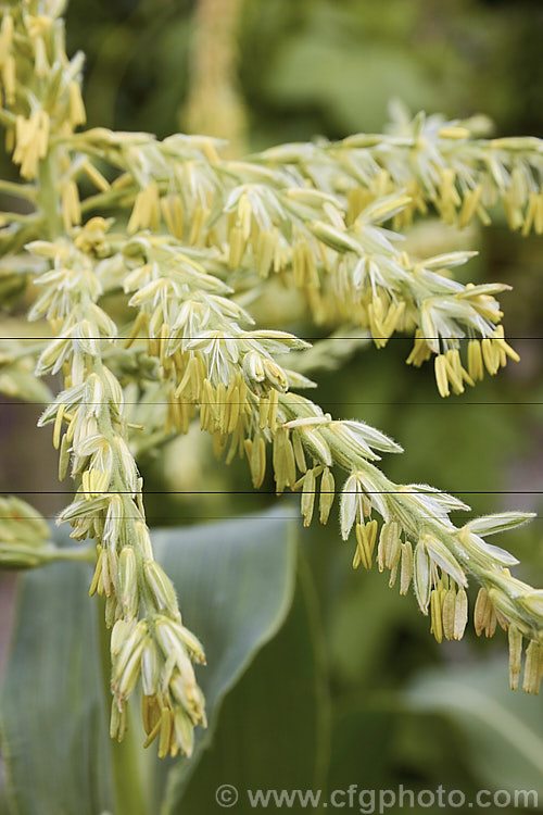 The male (pollen-bearing</i>) flowers of Sweet Corn, Maize or Corn (<i>Zea mays</i>), a robust annual grass from Central America grown for its edible seed heads (cobs</i>). There are many cultivars. Order: Poales, Family: Poaceae