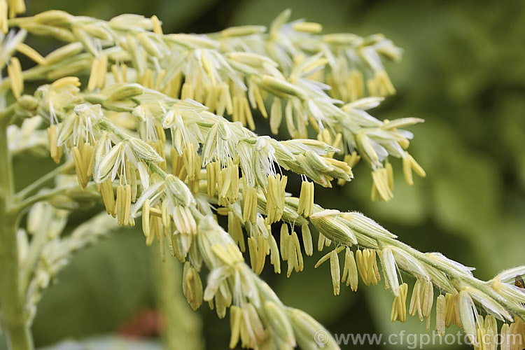 The male (pollen-bearing</i>) flowers of Sweet Corn, Maize or Corn (<i>Zea mays</i>), a robust annual grass from Central America grown for its edible seed heads (cobs</i>). There are many cultivars. Order: Poales, Family: Poaceae