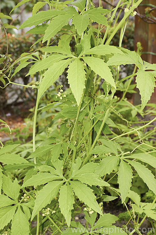 The foliage and flowers of Caigua (<i>Cyclanthera pedata [syn. Mormordica pedata]), a short-lived perennial vine, usually treated as an annual, that is cultivated for its gourd- or cucumber-like fruits. The plant is known only from cultivation, though it may be native to Peru. In addition to being cultivated as a vegetable, it has been discovered to have beneficial pharmacological effects. cyclanthera-2843htm'>Cyclanthera. <a href='cucurbitaceae-plant-family-photoshtml'>Cucurbitaceae</a>.